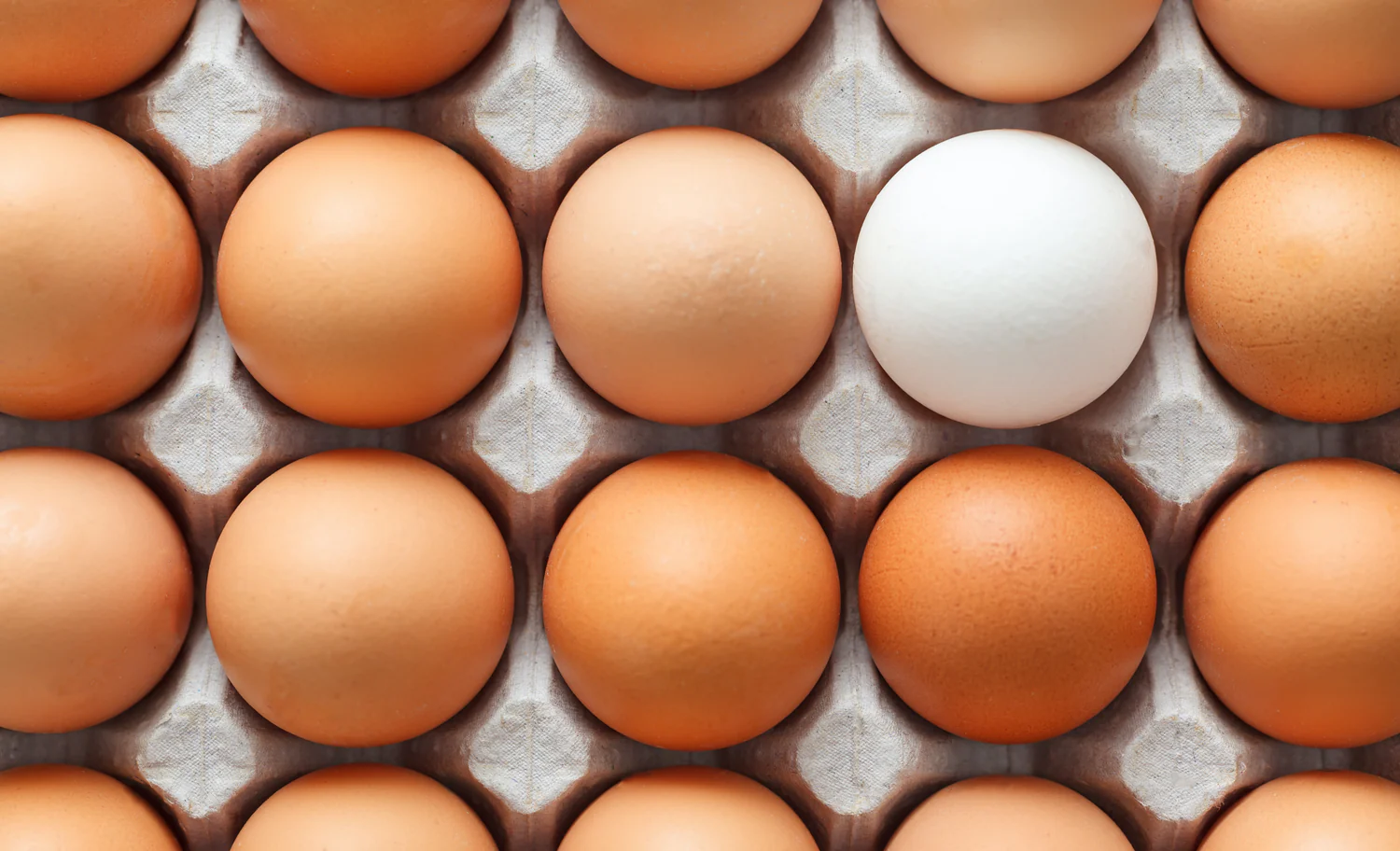 Australia's Premier Local Egg Cartons